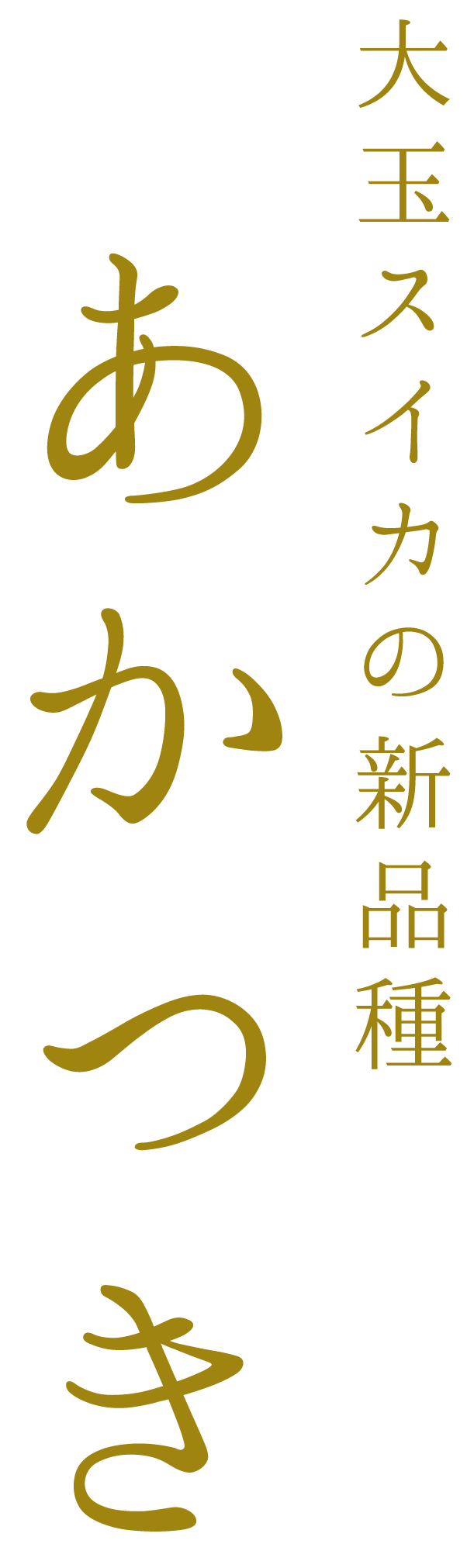 大玉スイカの新品種 あかつき