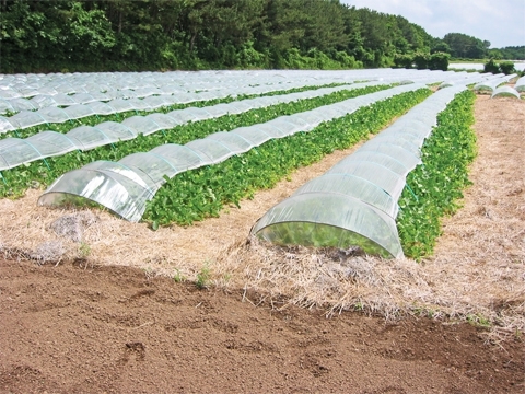 もっと知りたい野菜づくり メロン編 Vol 02 特集 大和農園