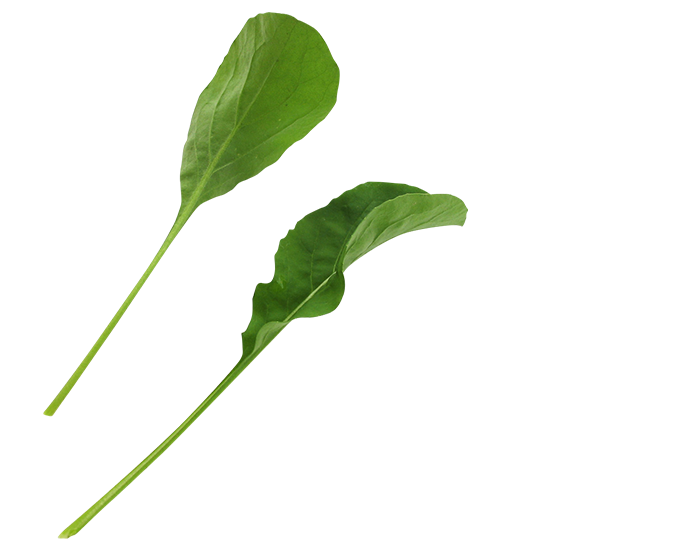 ルッコラ カルティベイト ベビーリーフ 葉菜類 品種詳細 大和農園