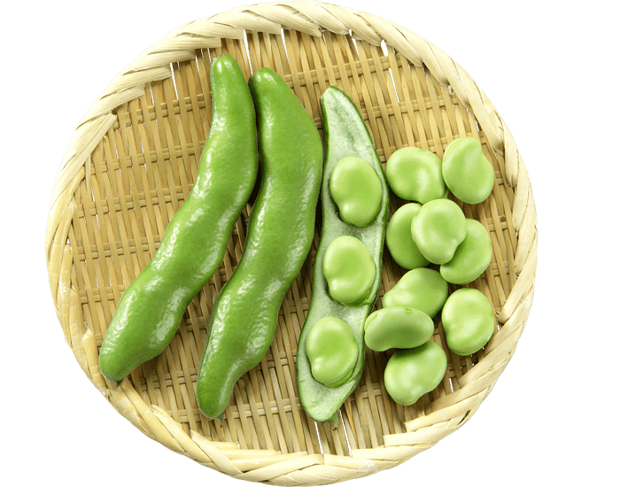 大和一寸 そら豆 豆類 品種詳細 大和農園