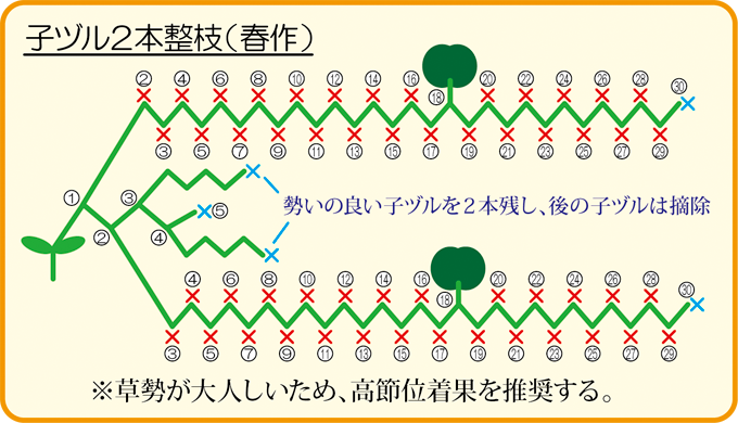 整枝図（春作）